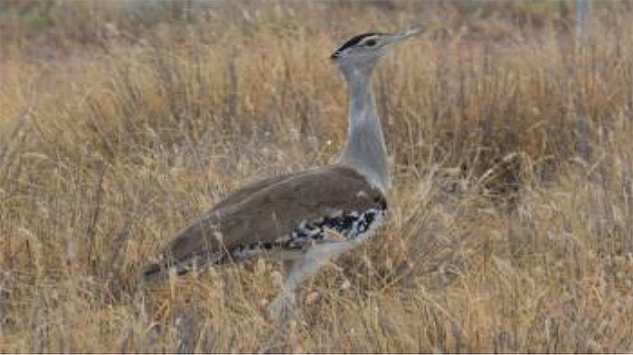 Australian Bustard