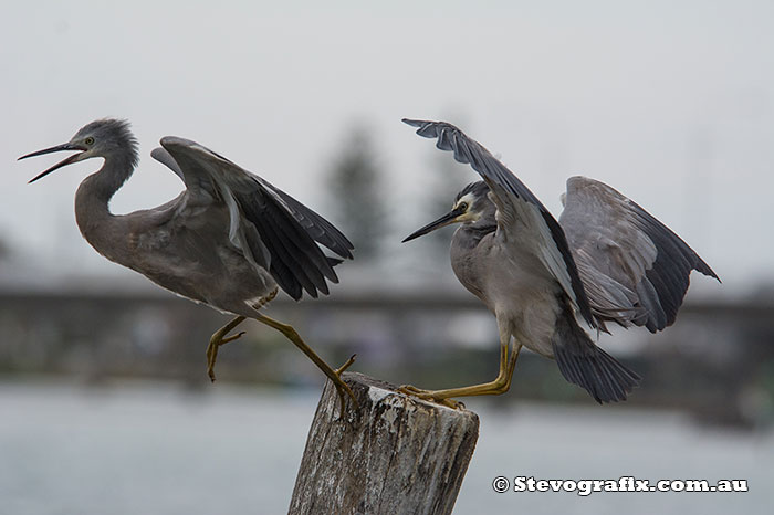 White-faced Heron and juvenile