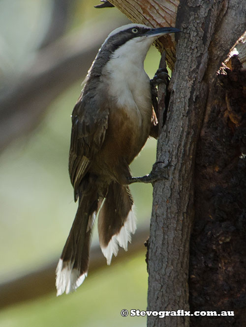 Grey-crowned Babbler