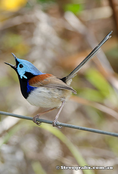 Variegated Fairy-wren