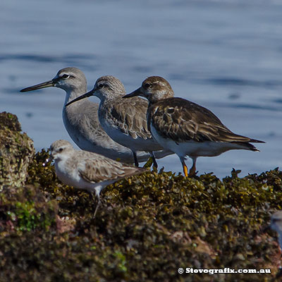 4 Waders